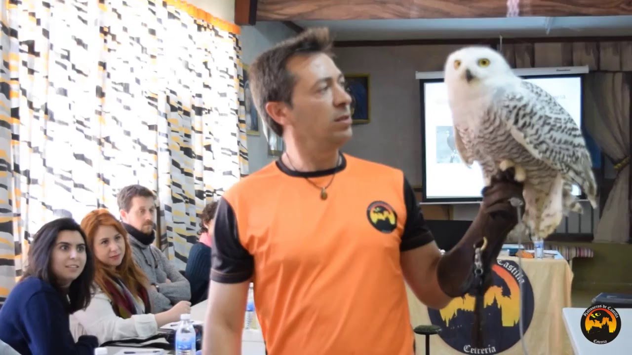 Cetreria - Curso de adiestramiento de aves rapaces