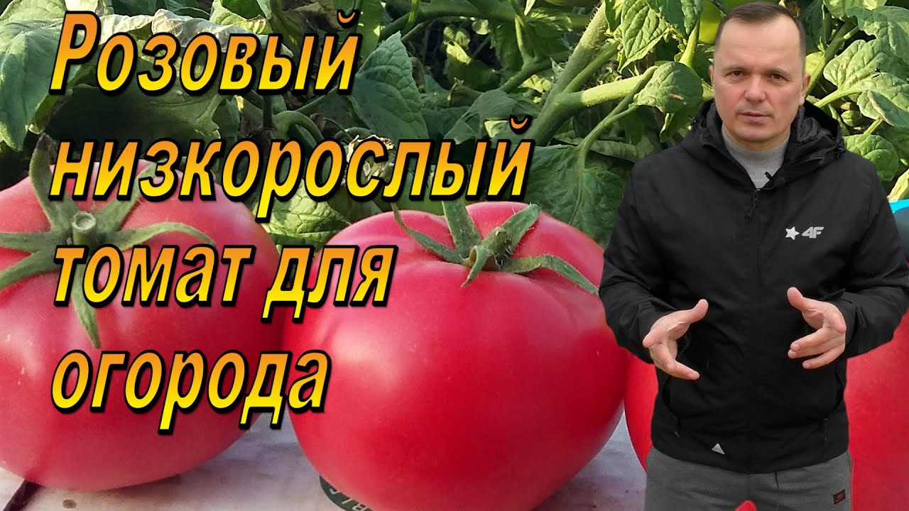 Отличный розовый низкорослый томат для открытого грунта!