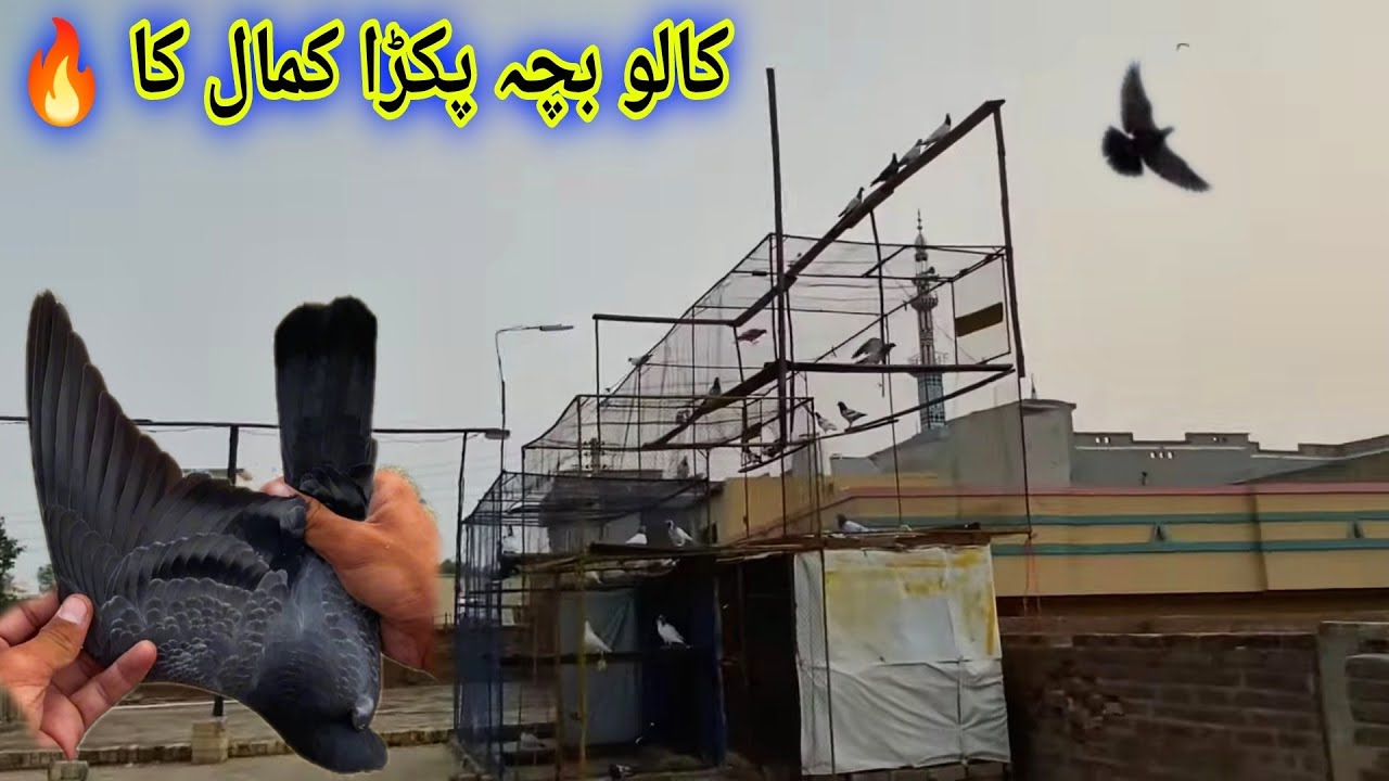 Aj Kalu Bacha Pakra 🔥