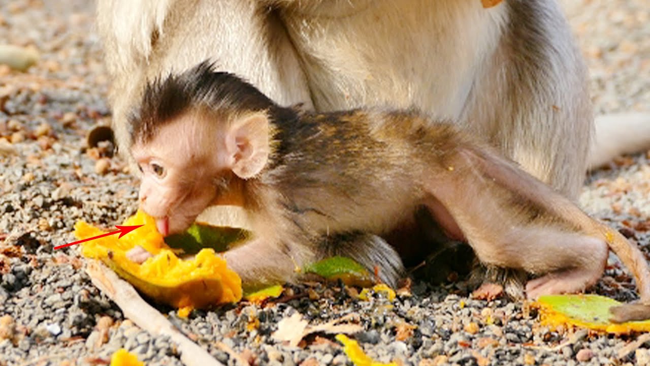 Sweet & Cutest Emma Monkey Feels Hungry To Eat But Poorly She Probably Has No Teeth To Bite Or Chew
