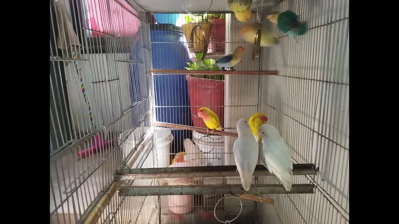 Lucky Lovebirds daily amazing moments forever 🥳🦜🐦🕊️