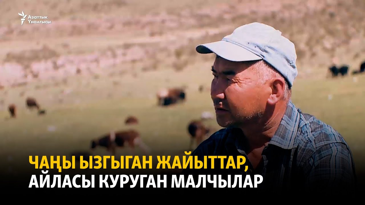 Чаңы ызгыган жайыттар, айласы куруган малчылар