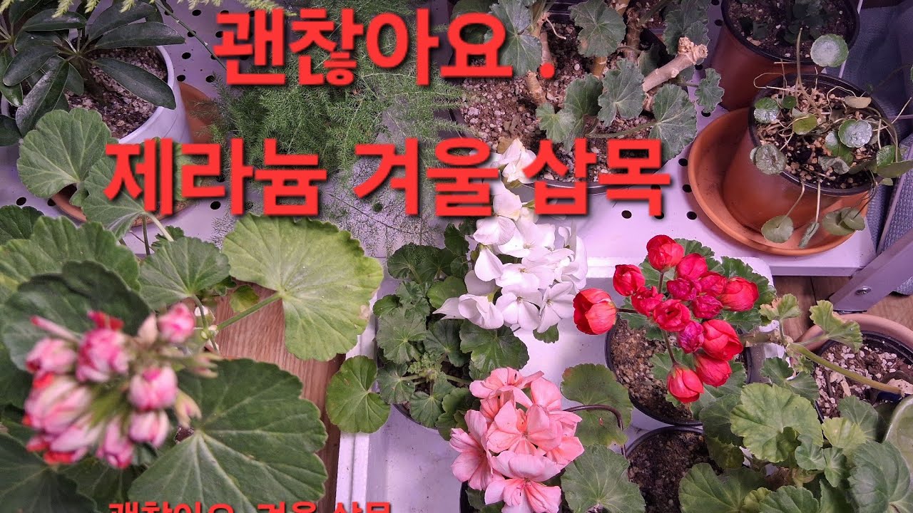 겨울 제라늄 삽목