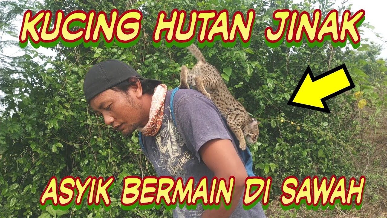 Kucing Hutan Jinak Jalan-Jalan Di SaWaH SeRu Banget