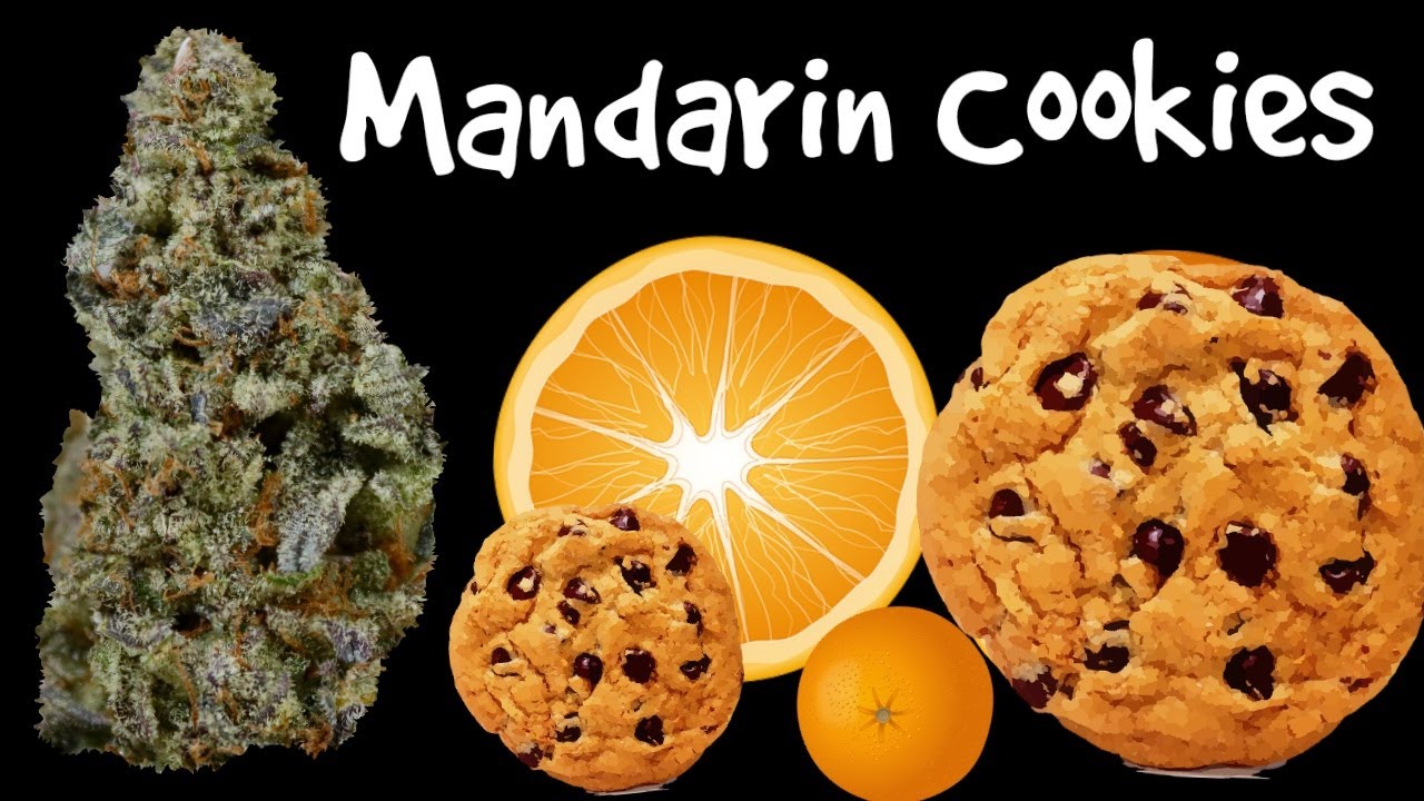 Mandarin Cookies OFFICIAL Strain Review 🍪🍊🍪
