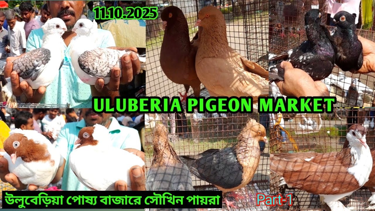 Recent Pigeon price  and collection update on 11.10.25 at Uluberia pigeon market #pigeon