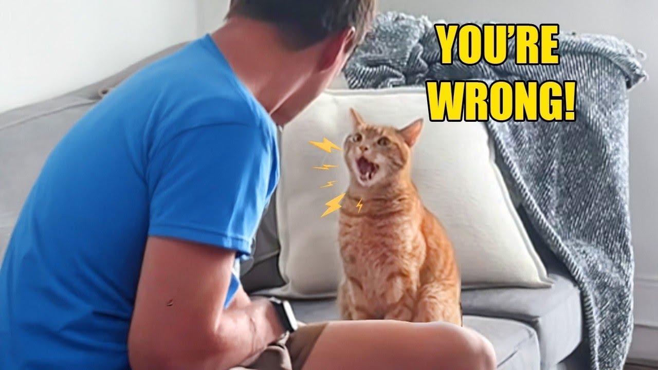This Cat Just Argued With His Human 😹🗣️