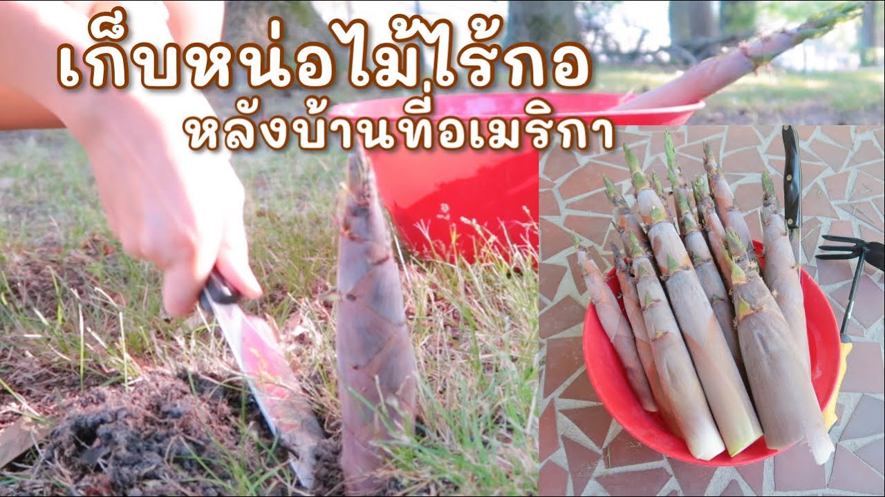 เก็บหน่อไม้ที่อเมริกา // หน่อไม้ไร้กอหลังบ้านที่อเมริกา เก็บง่ายมากๆ