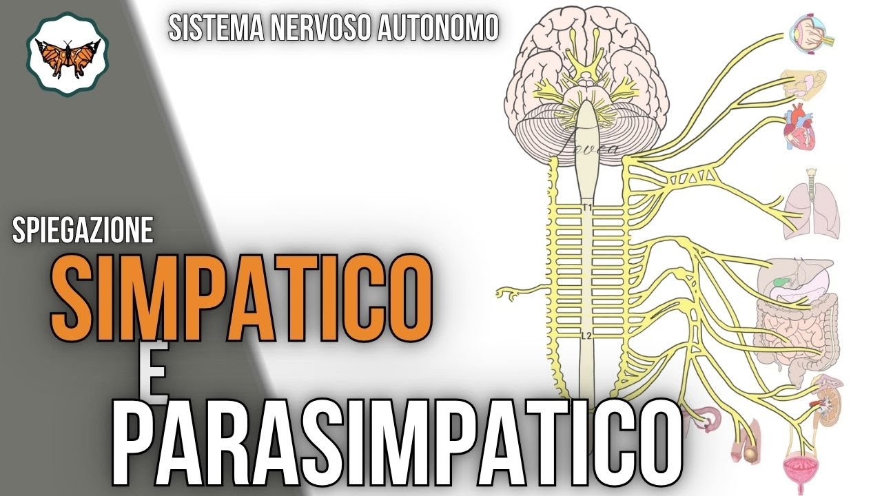 Sistema Nervoso Autonomo: Simpatico e Parasimpatico spiegati con anatomia e funzioni
