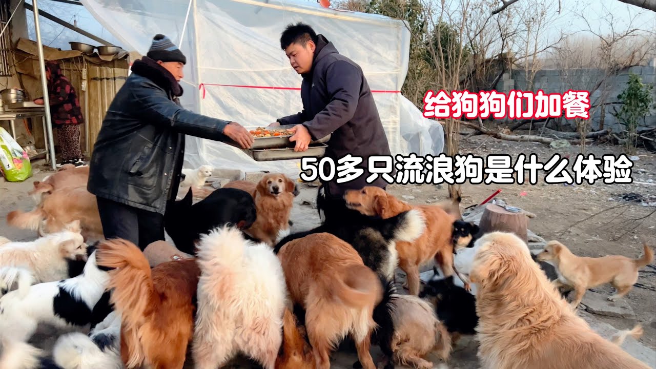 每天照顧住院的狗狗，忽略了家裏其他毛孩子，煮壹鍋肉肉補償它們