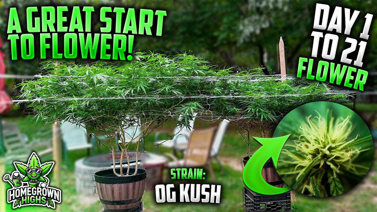 A Great Start to Flower for Our OG KUSH! | Day 1 to 21 of Flower