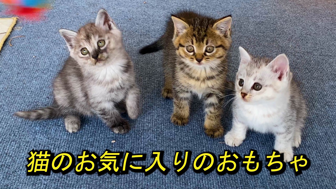 私たち猫の一番好きなおもちゃはサイコロです。