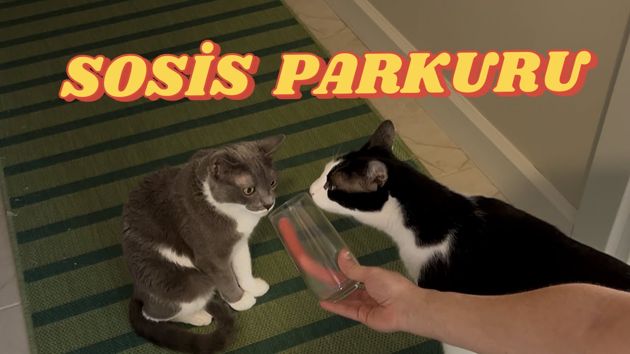 AÇLIK OYUNLARI (CAT EDİTİON)