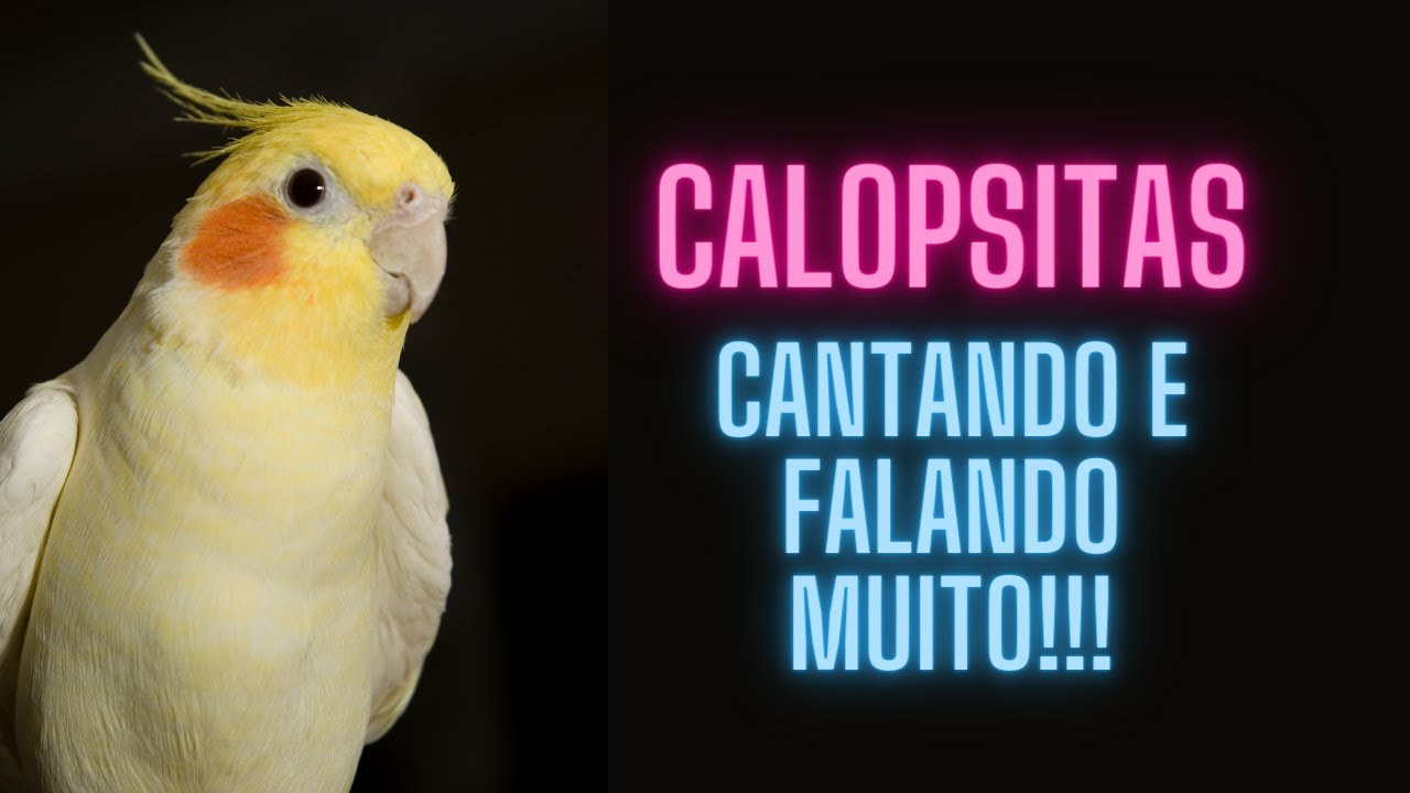 Calopsitas Cantando e Falando
