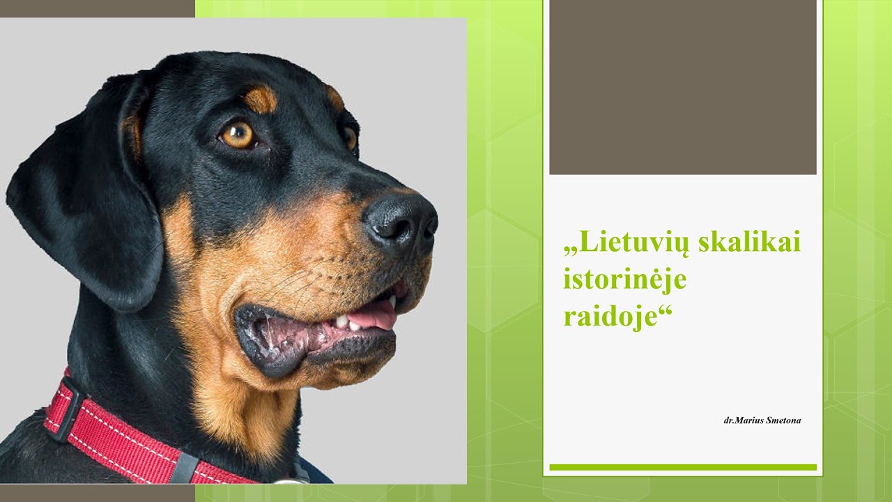 Lietuvių skalikai istorinėje raidoje