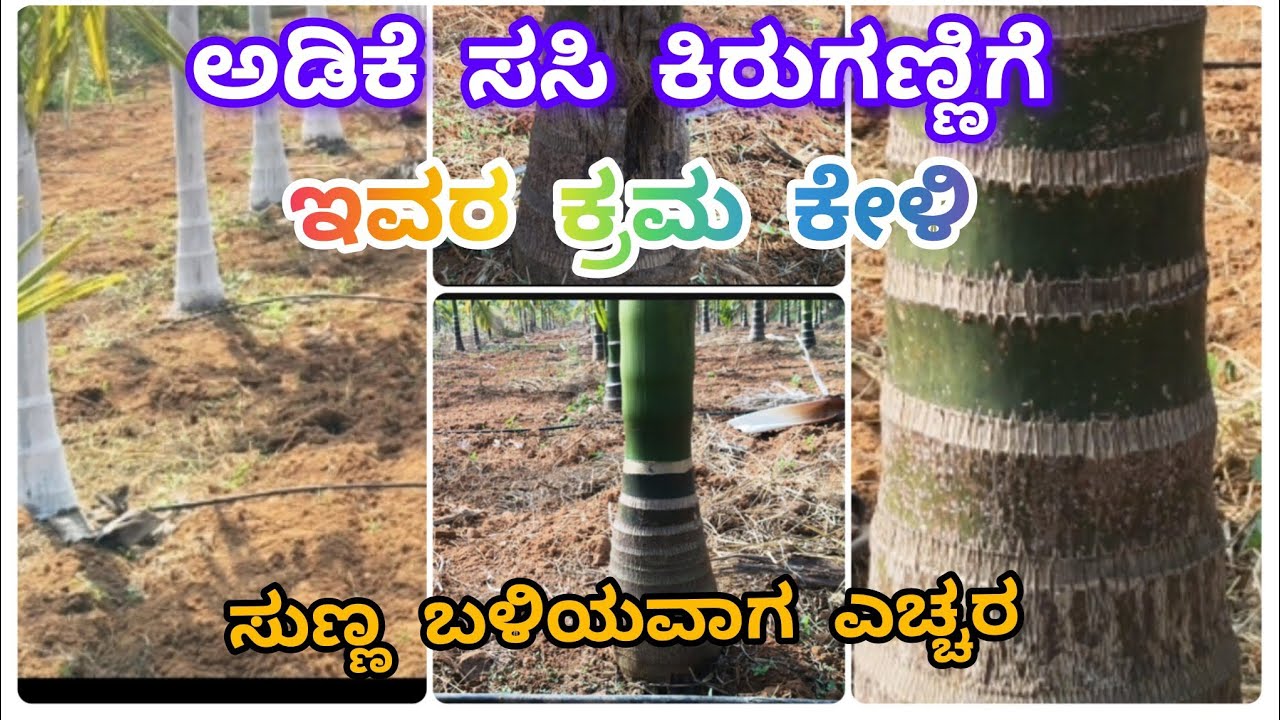 ಅಡಿಕೆ ಸಸಿ ಕಿರುಗಣ್ಣಿಗೆ ತರಲು ಮತ್ತು ಸುಣ್ಣ ಬಳಿವಾಗ ಎಚ್ಚರಿಕೆ ಕ್ರಮಗಳು 