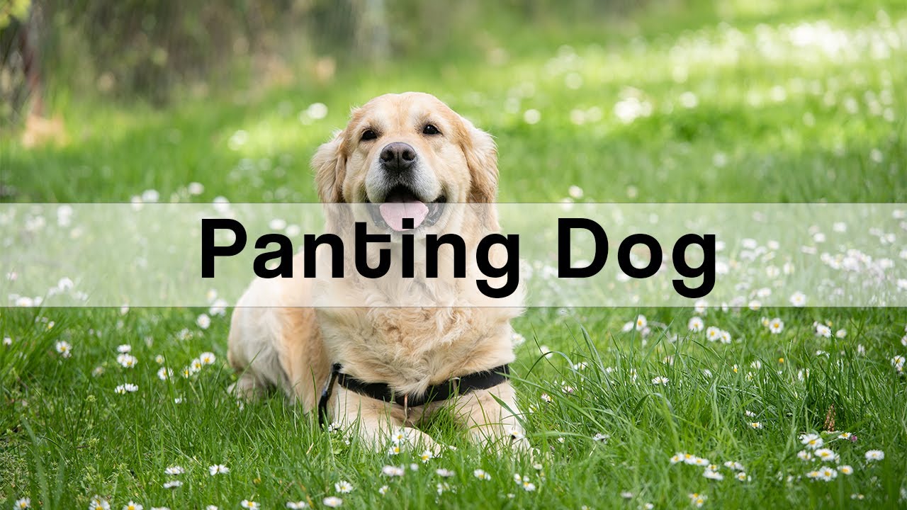 1 HOUR PANTING DOG