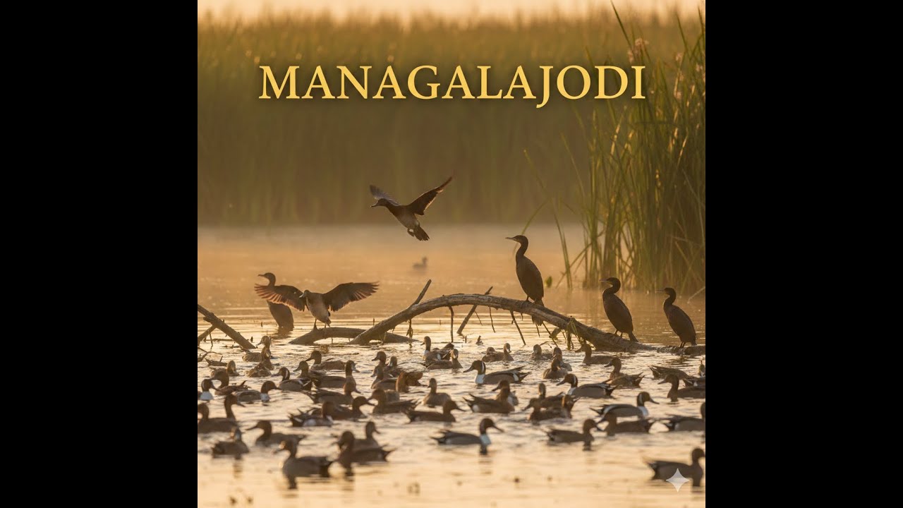 Mangalajodi: The Ultimate Bird Photography Expedition #birdwatching #bhubaneswar #odisha