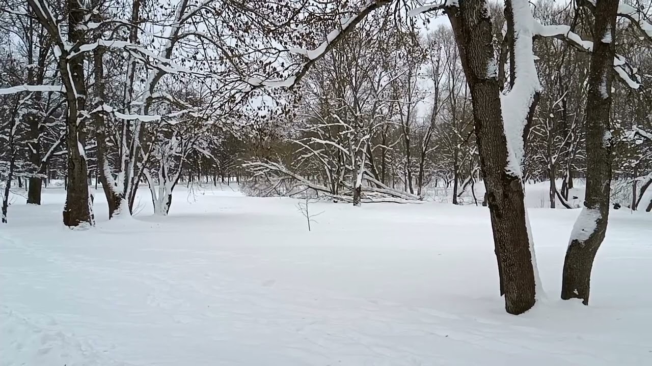 The city of Pushkin. Apple tree alley in winter.