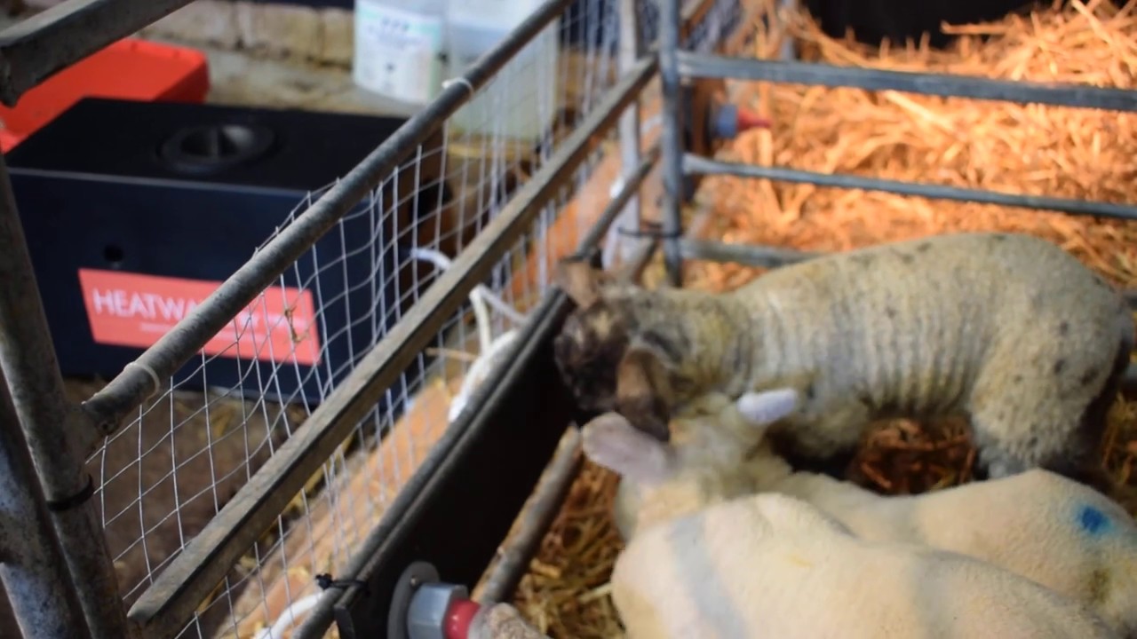 Lambs feeding ad lib on a simple low cost system