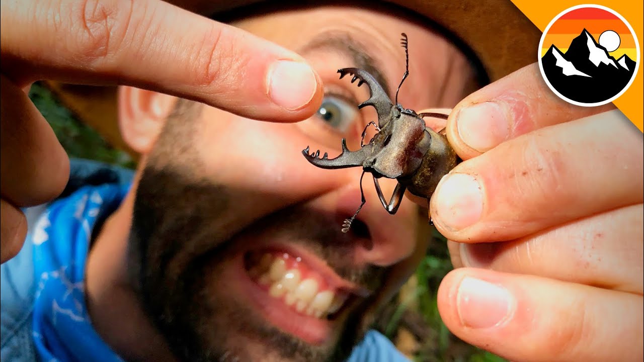 PAINFUL PINCH By This CRAZY Looking Beetle!