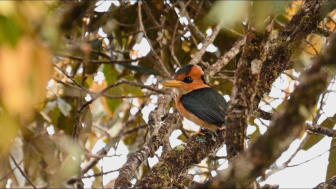 Birds of Papua New Guinea Rondon Ridge