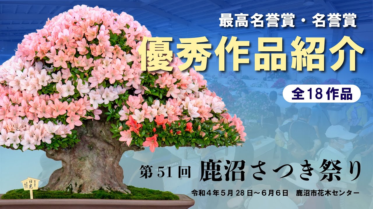 【第51回鹿沼さつき祭り】さつき大展示会 Part2