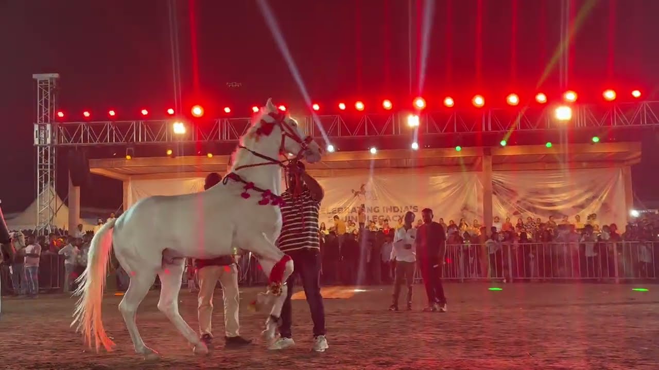 Horse Dance Video 