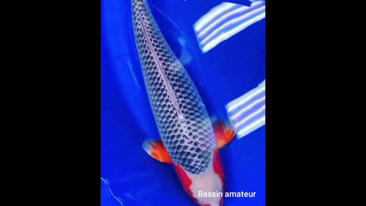 Superbe koi asagi plus de 50 cm