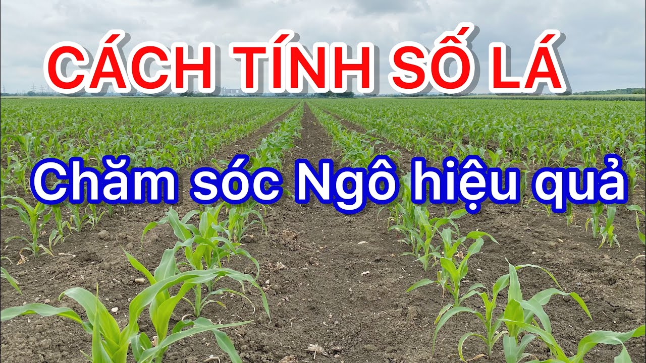 CÁCH XÁC ĐỊNH SỐ LÁ THẬT CỦA CÂY NGÔ/BẮP. Chăm sóc ngô/bắp hiệu quả. Cuộc sống tại nước Áo.
