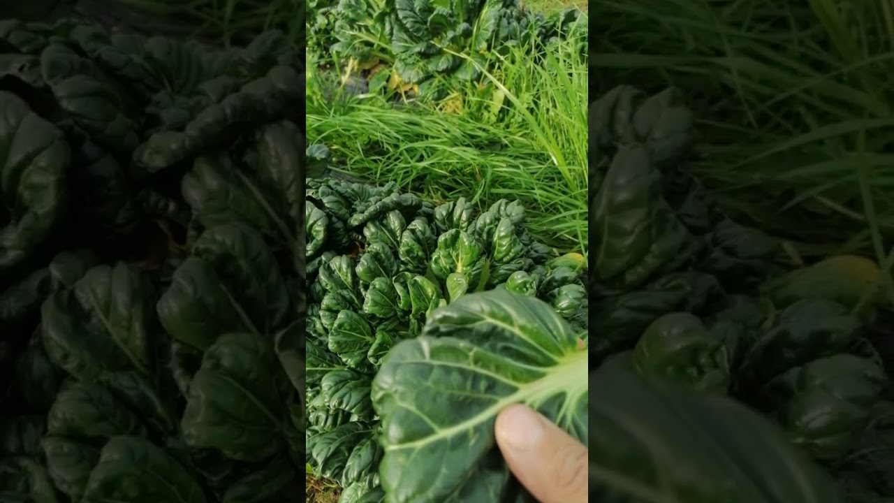 TATSOI Cultivo Invierno para semilla 2023.