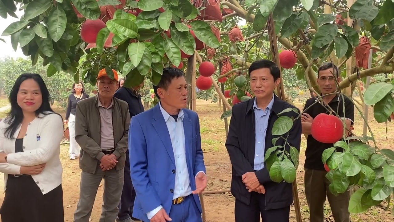 HTX bưởi đỏ đông cao tiếp đoàn HTX văn đức. Bát Tràng. Hà Nội 