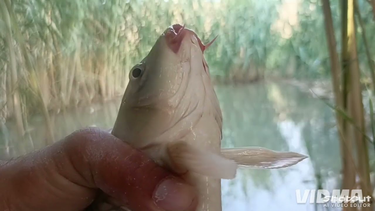 اجمل فيديو صيد الاسماك بالسناره صيد اسماك الكارب لا تنسى اللايك والاشتراك في الحساب