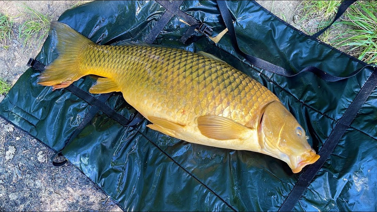 Jednoduchý Lov VELKÉHO KAPRA. Lov kapra u břehu