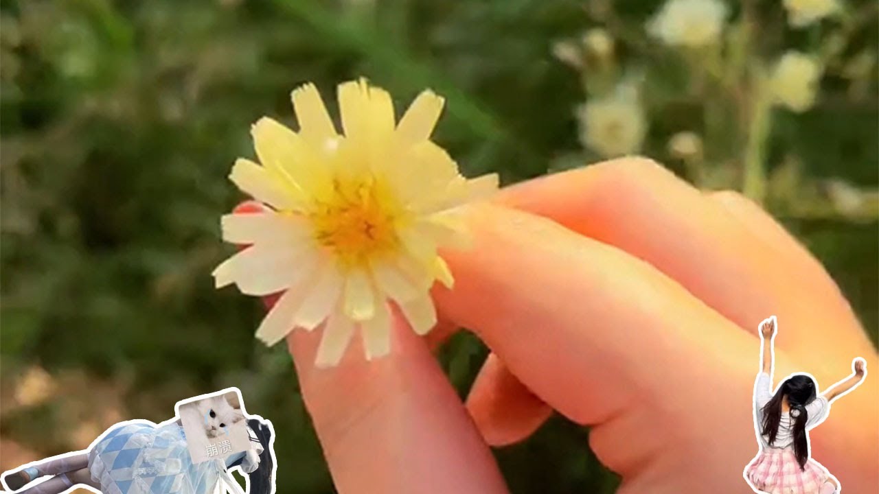 这朵花花送给支持我的所有人！小布与我的冒险还在继续！#jk #love #food #dog