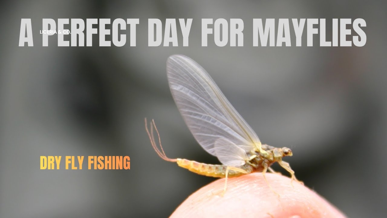 A perfect day for mayflies