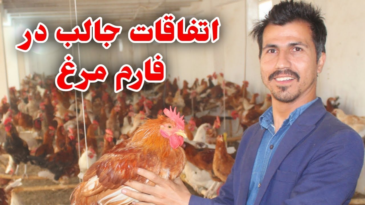 گزارش و اتفاقات جالب در بزرگترین فارم مرغداری