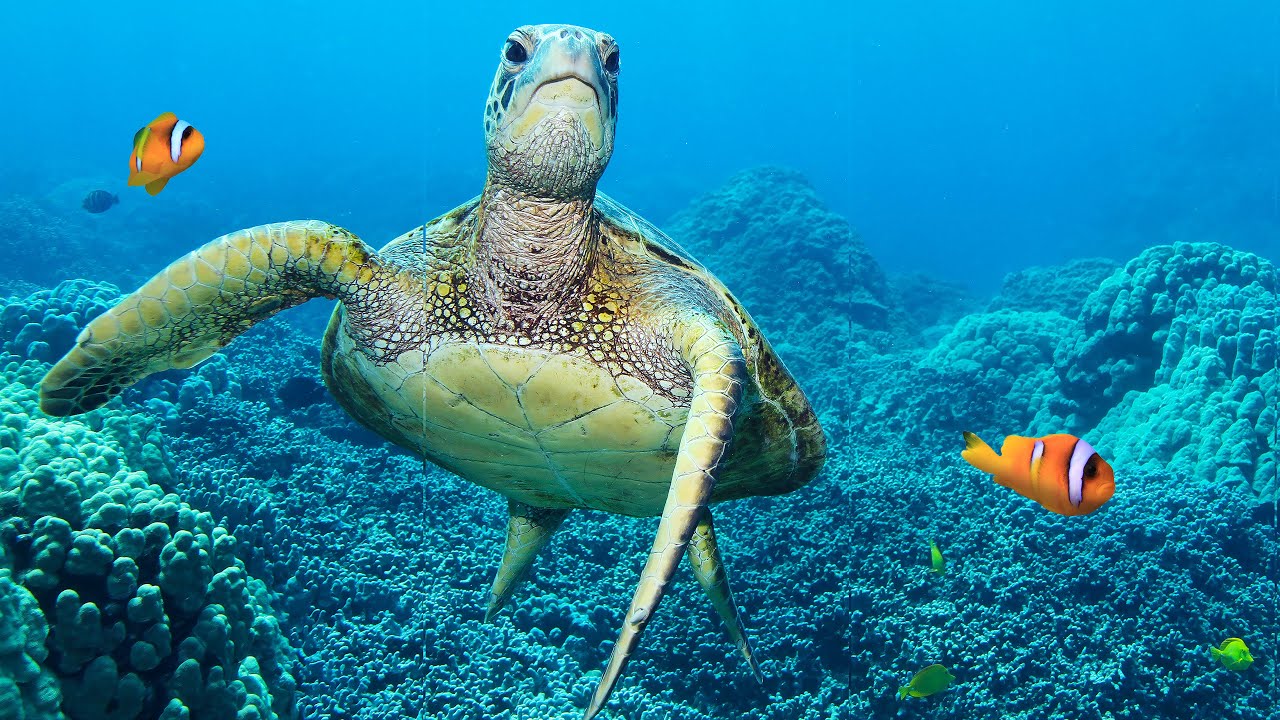 TURTLE PARADISE 2 - a Nature Relaxation™ Underwater Ambient 8K Film ft Relax Moods Music - 2 HOURS