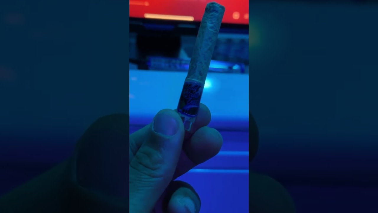 World Series exotics: Gelato cake x Lato 95 #cannabiseducation #marijuanareviews #420
