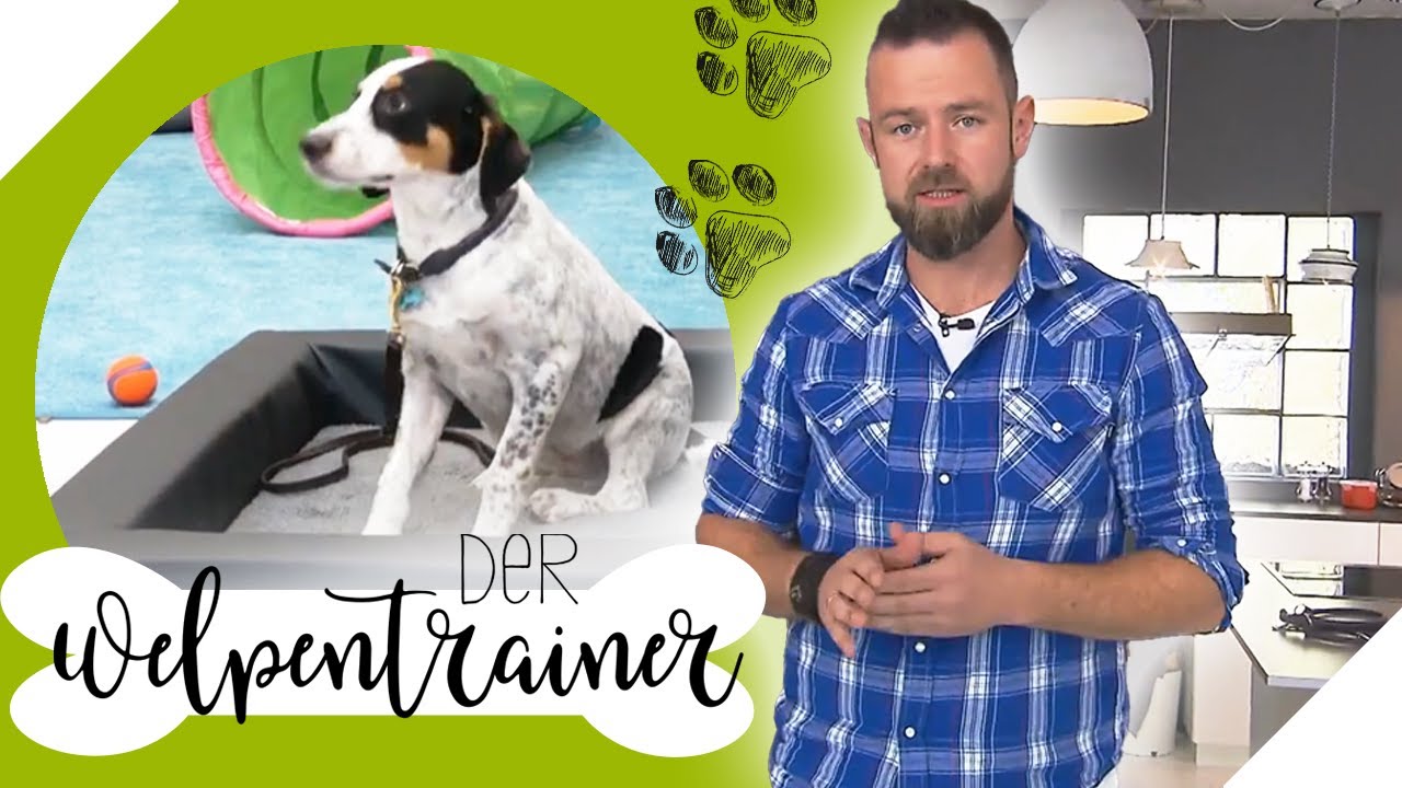 Im Körbchen bleiben bei größter Verlockung - so klappt es! 🐕 | Der Welpentrainer | sixx