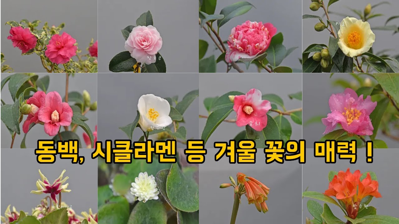 #동백 시클라멘 등# #야생화 향수원의 겨울꽃 매력