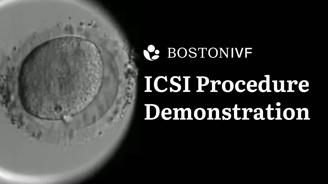 ICSI Procedure Demonstration Part 1 | Science at Boston IVF