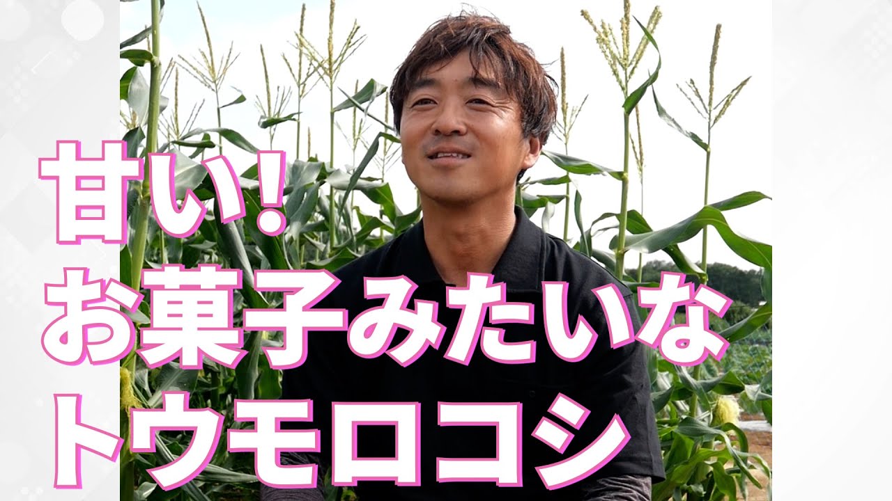 【なるかわ農園さん】ベストの味を追い求めて。感動してもらえるトウモロコシづくりが目標です！