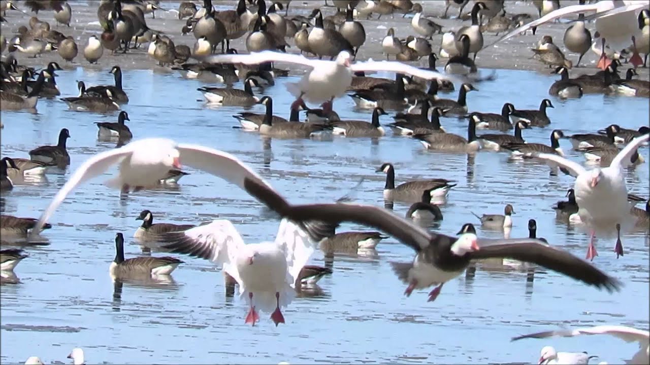 Snow Geese and Canada Geese - Cobbs Lake Creek, Prescott and Russell County, Ontario