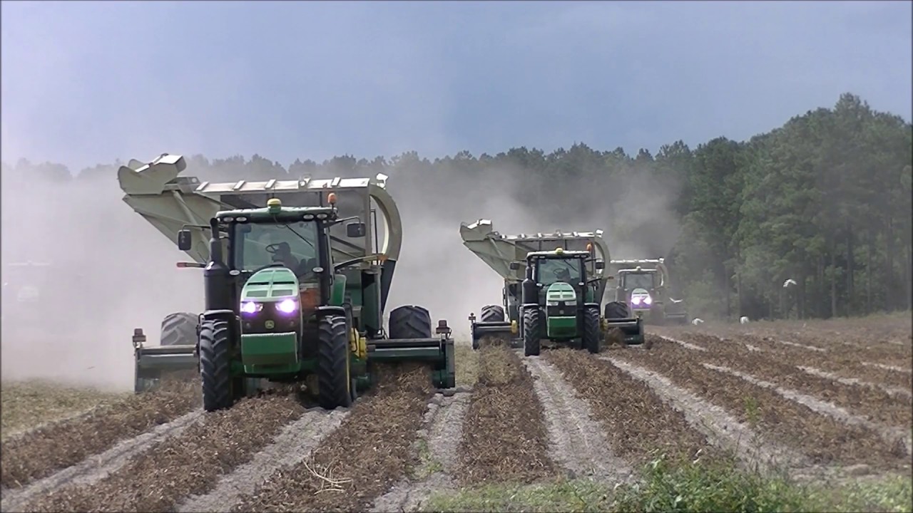 7 JOHN DEERE 8000R TRACTORS PICKING PEANUTS. GREEN CIRCLE FARMS 2018 PEANUT HARVEST PT3