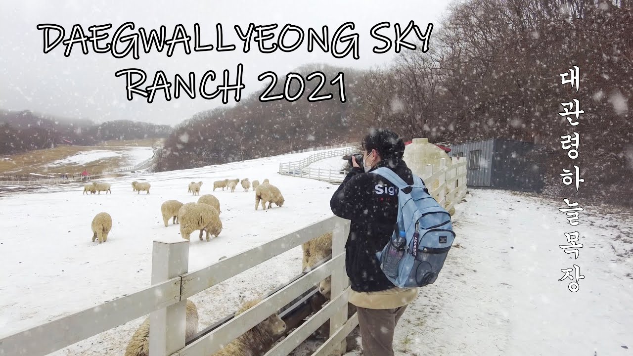 Trang trại cừu Sky Ranch  ở Hàn Quốc vào mùa đông đẹp mê hồn / Sheep farm in Korea / ( 대관령 하늘 목장 )