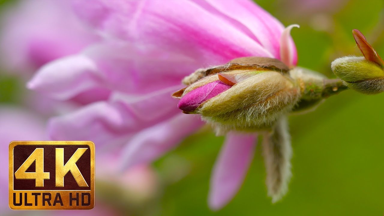 Wonderful Magnolia Pink Flowers (2 Hours) 4K Relaxation Video Meditate, Relax, wash your Stress away