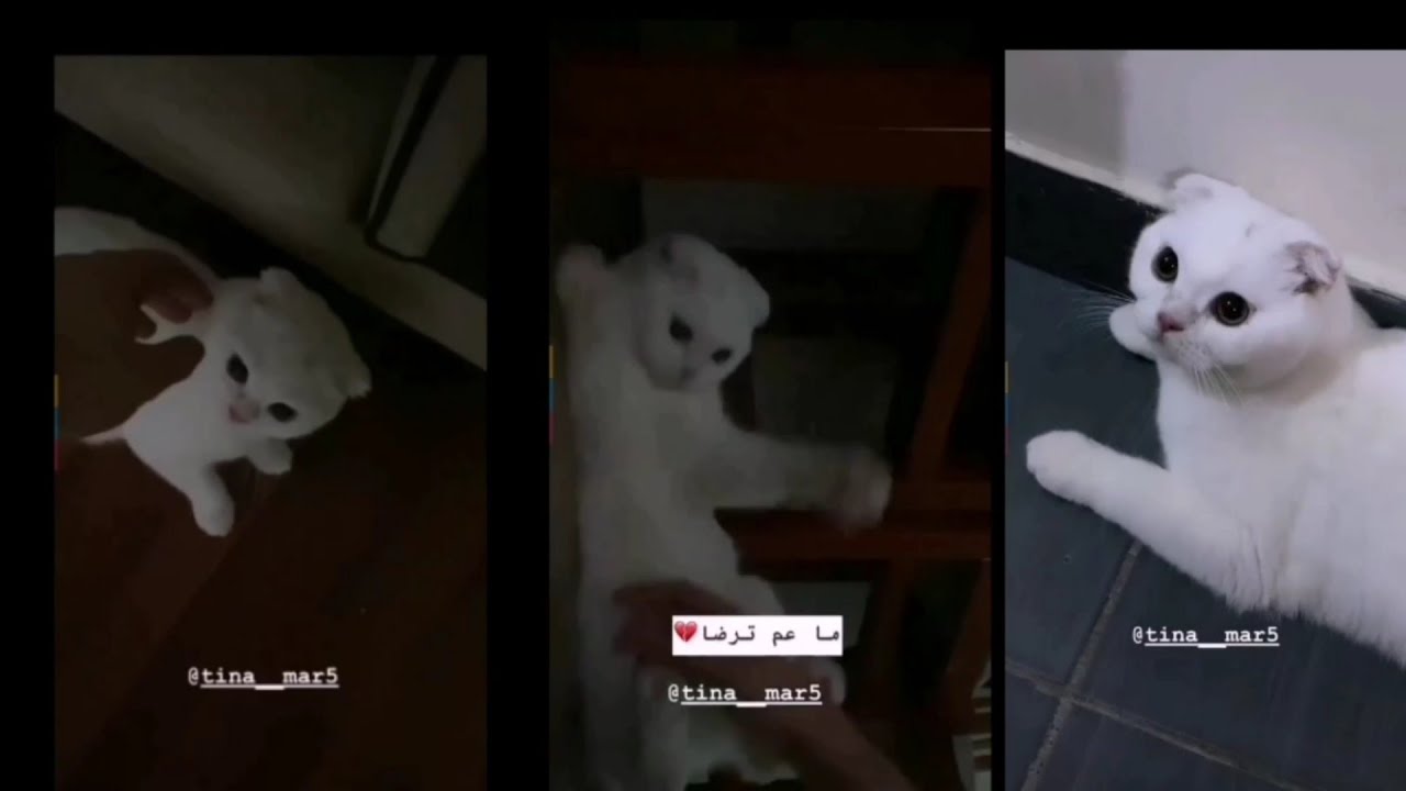 نورمار  يسهر مع تينا ويلعبون 😍❤️تينا زعلت من نورمار ونورمار يغني حتى تينا ترضا 🥺🥰استوريات نور مار