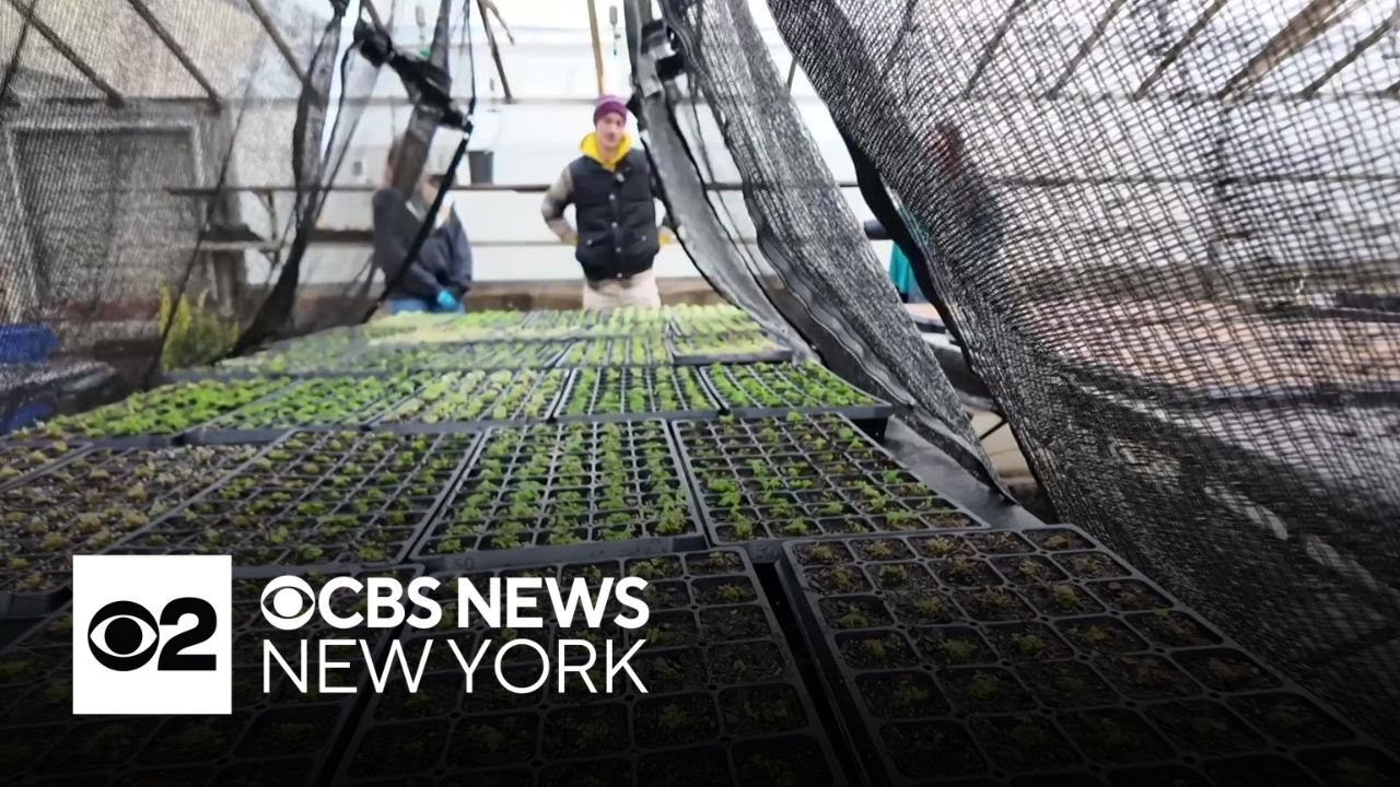 Seeds starting to sprout at NYC parks department's farm