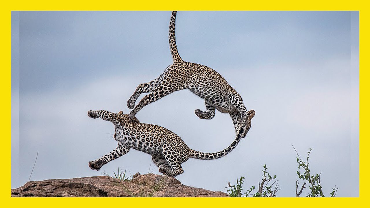 Winners of National Wildlife Photo Contest 2020